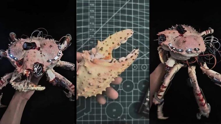 Frankenstein moment: Chinese DIY maker turns dead king crab into a robot