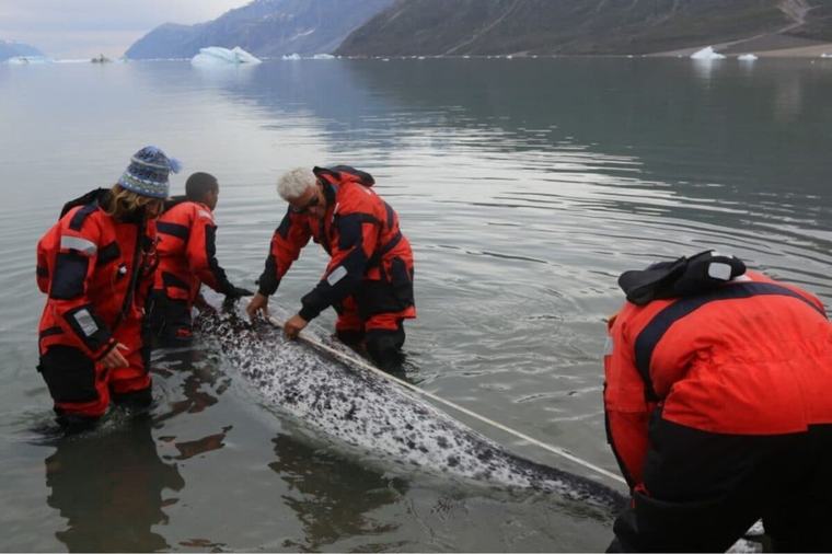 How Narwhal 'Scientists' Track Arctic Warming