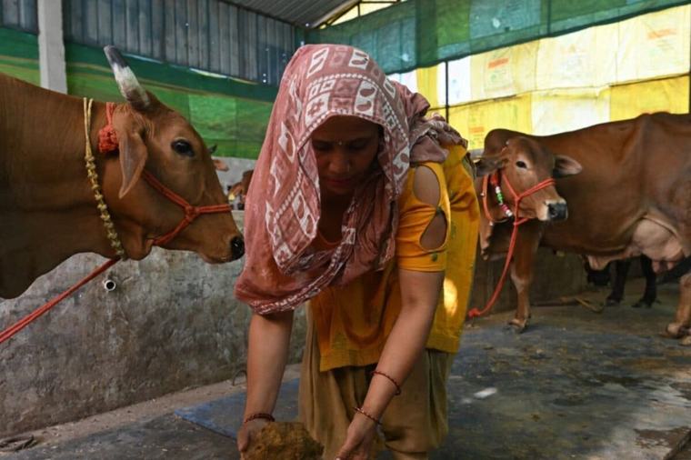 BJP's Sudhanshu Trivedi Says Cow Urine Has Antibacterial, Antifungal Properties. What Does Science Say?