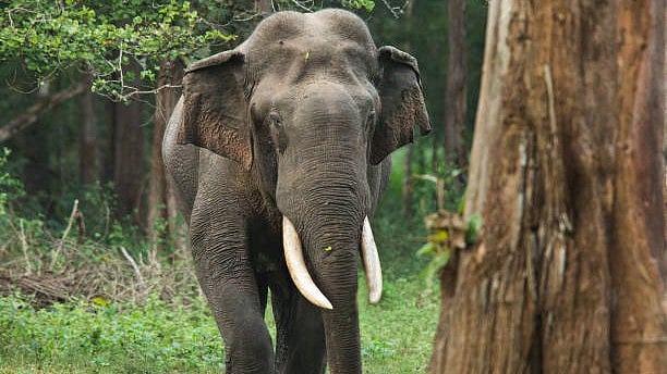 Wild elephant spotted near SDM Engineering College in Ujire, forest officials on alert