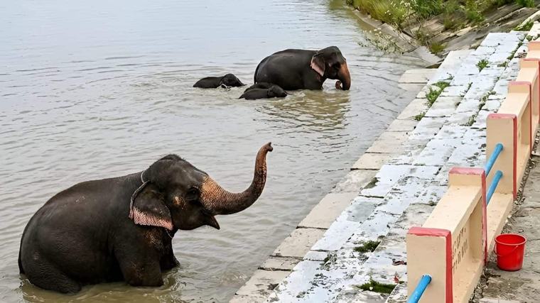 The viral elephant video may be old, but the empathy it inspires is real