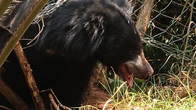 Sloth bear trapped in oil palm fence rescued in Andhra’s Kakinada district, sent to Visakhapatnam zoo