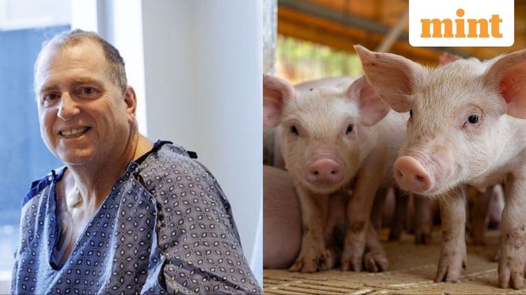 Pig kidney keeps 66-year-old man off dialysis for 9 months before human transplant in world's first