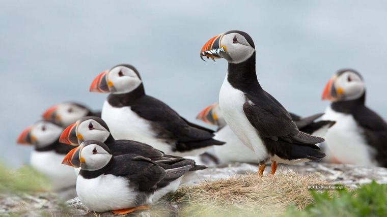 Lundy removed rats; puffins rose from 13 to 1,335 and seabirds topped 40,000