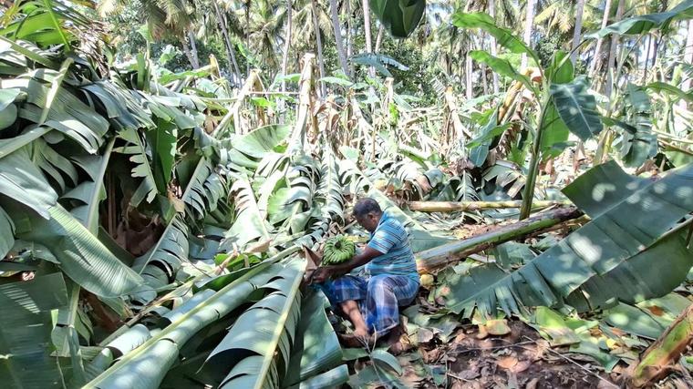 Banana plantation damaged in Thuraiyur