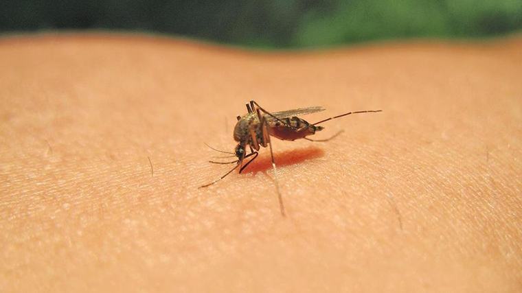 Tamil Nadu government to undertake studies to identify new ways to prevent dengue spread