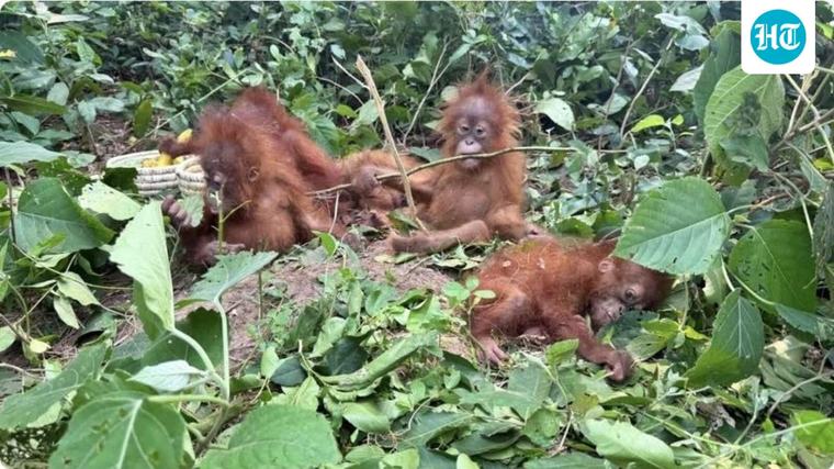 Orangutans, critically endangered species not found in India, seen in Odisha; wildlife trafficking suspected